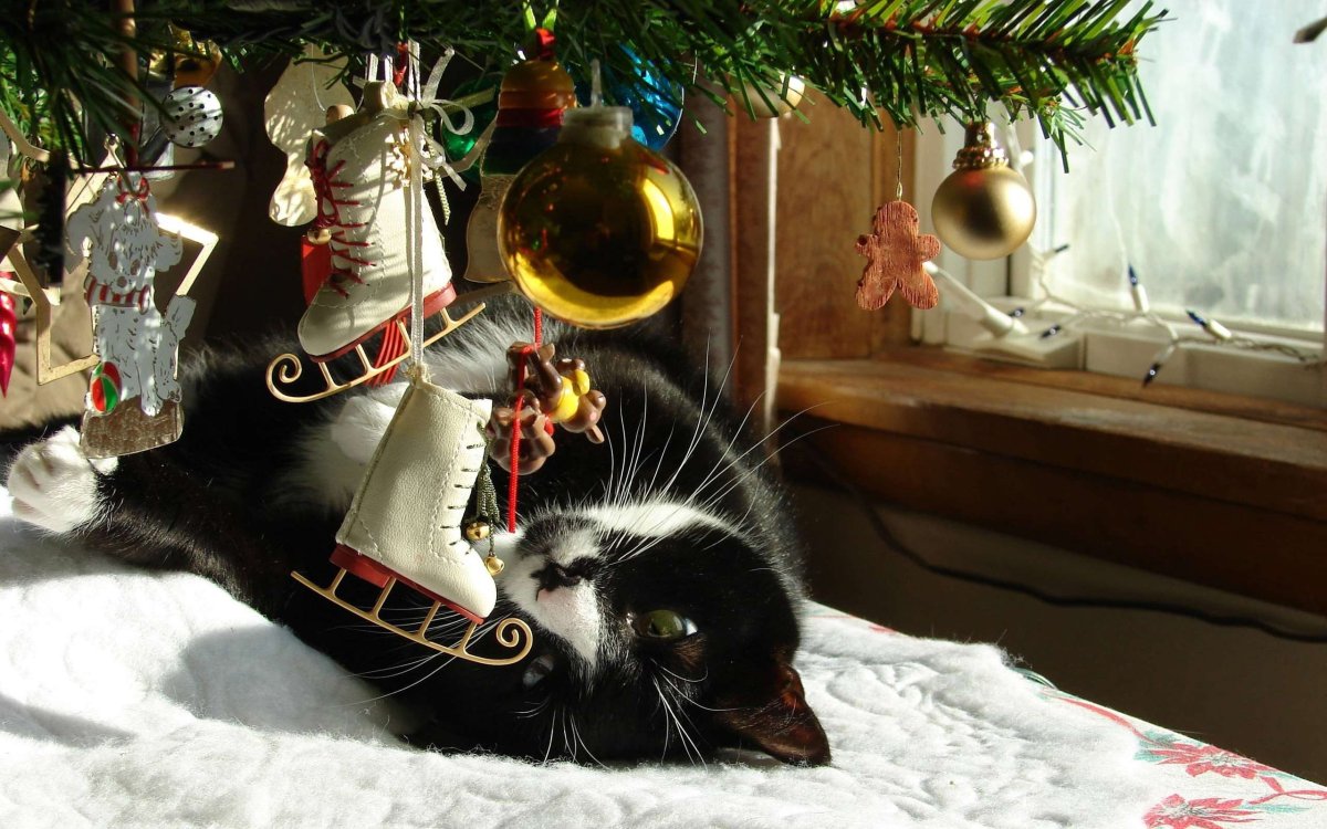 Кот новый год