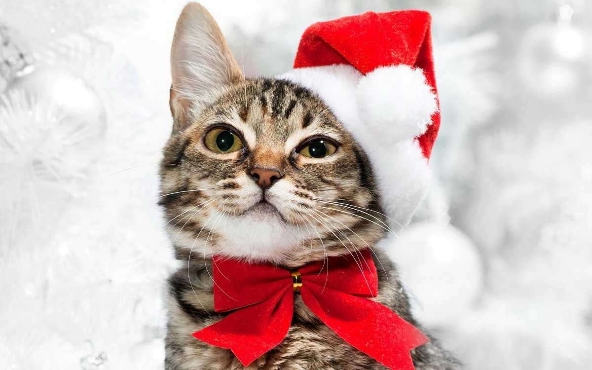 Новогодние заставки с котиками