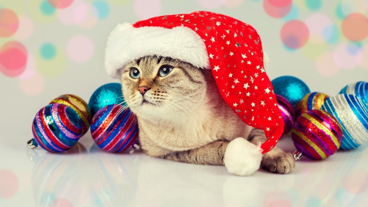 Новогодний котик