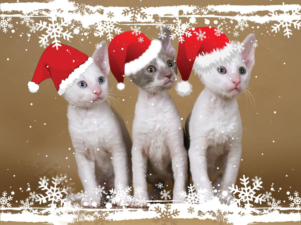 Новогодний кот