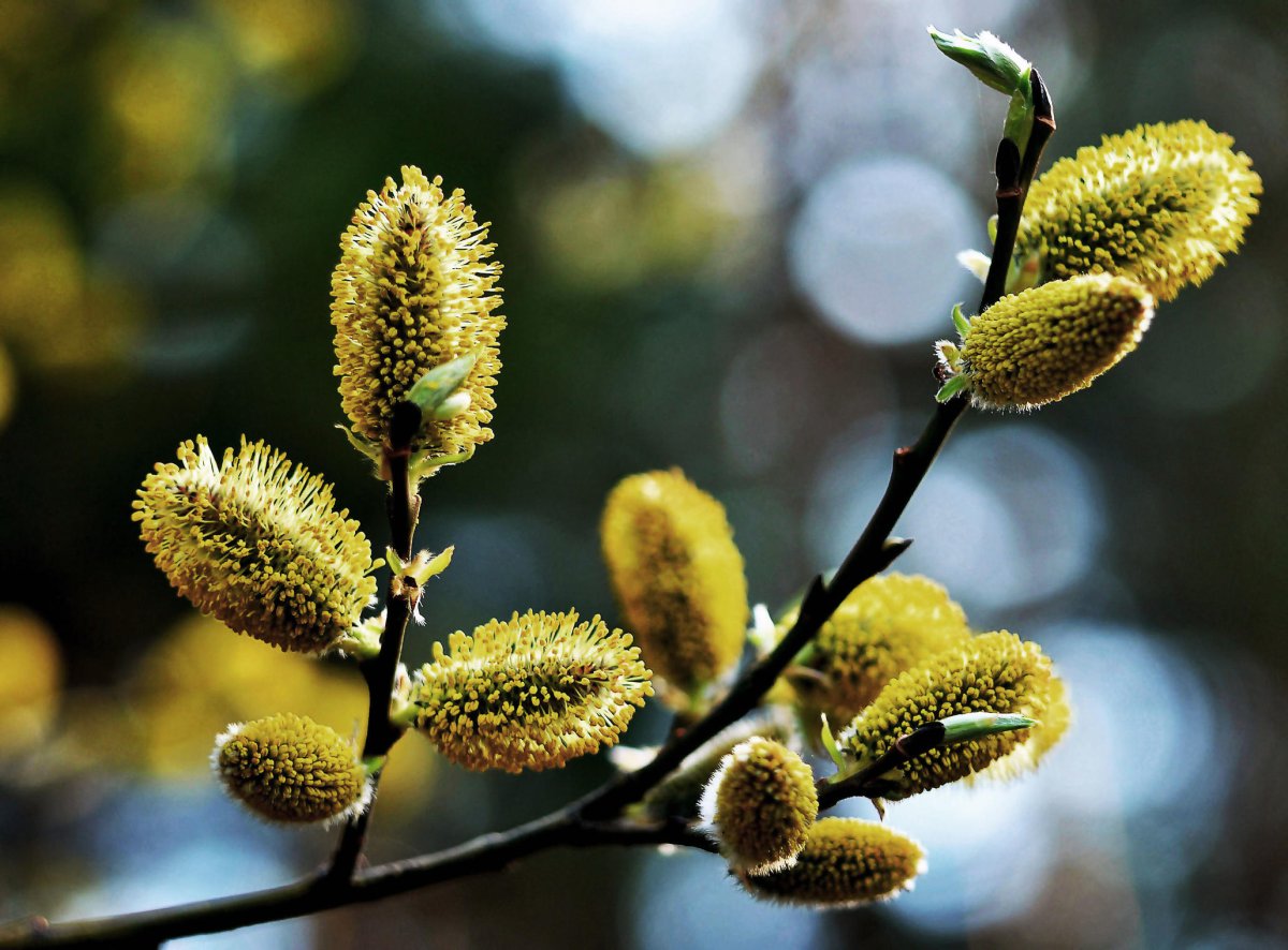 Весна Верба