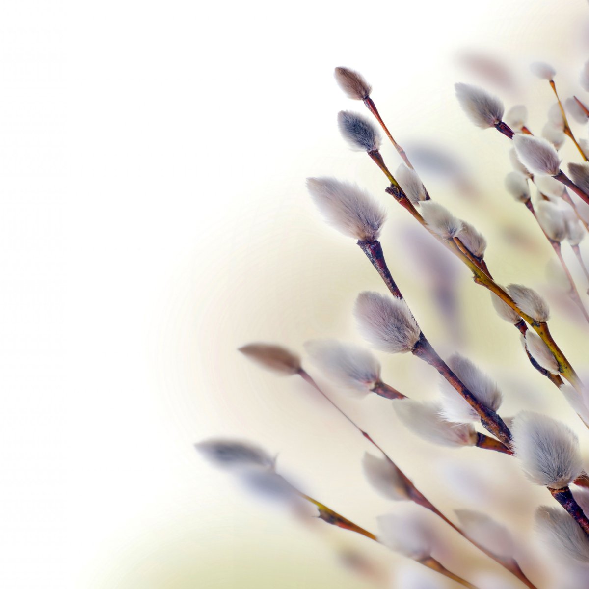 Верба Рейн белая