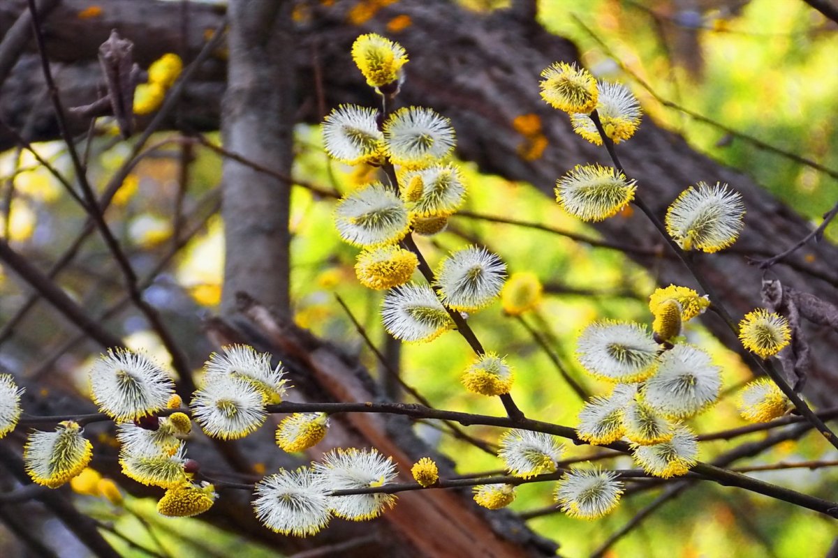 Грузинская Верба