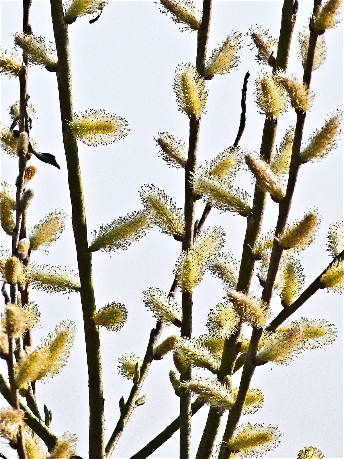 Вербница цветок