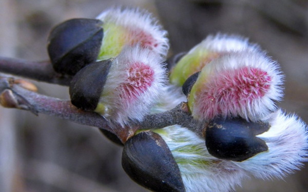 С Вербным воскресеньем