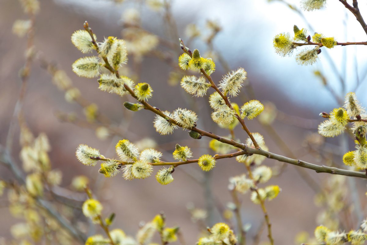 С Вербным воскресеньем