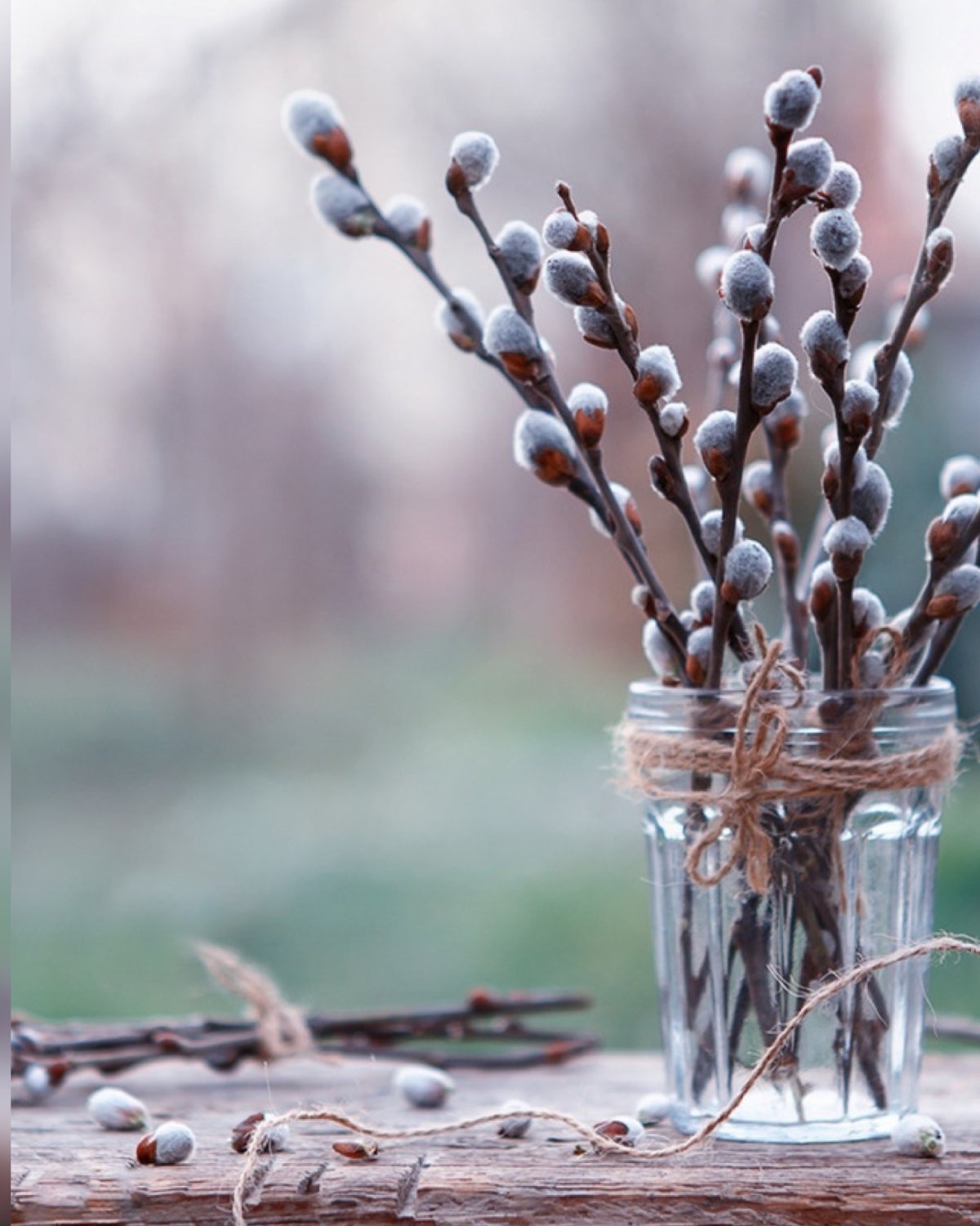 Верба кустарник