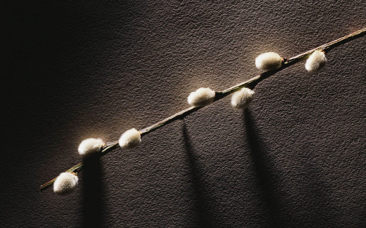 Цветущая Верба