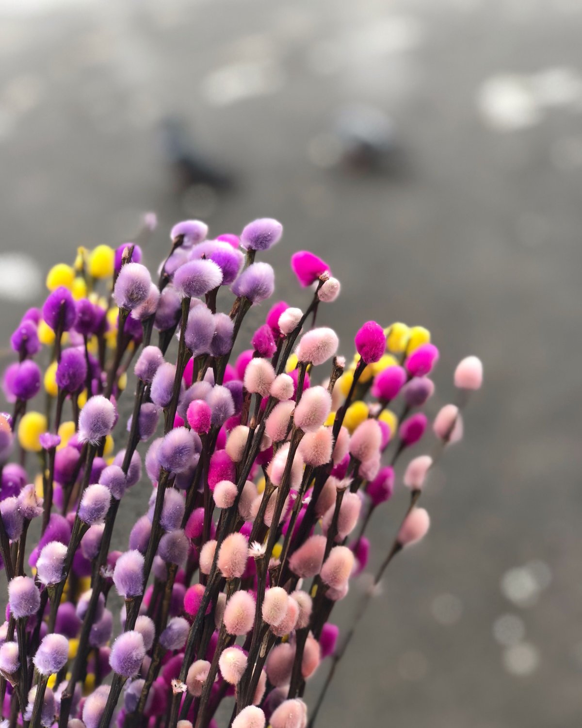 Весна Верба