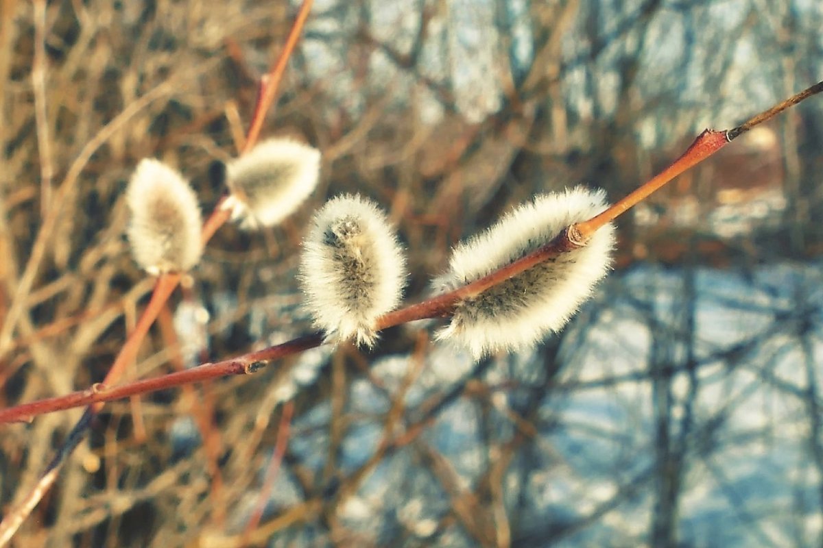 Верба на Вербное воскресенье