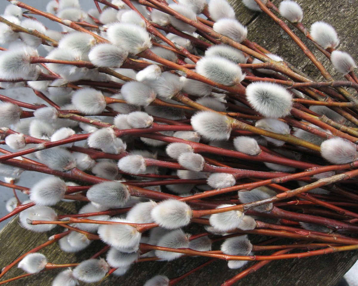 С Вербным воскресеньем