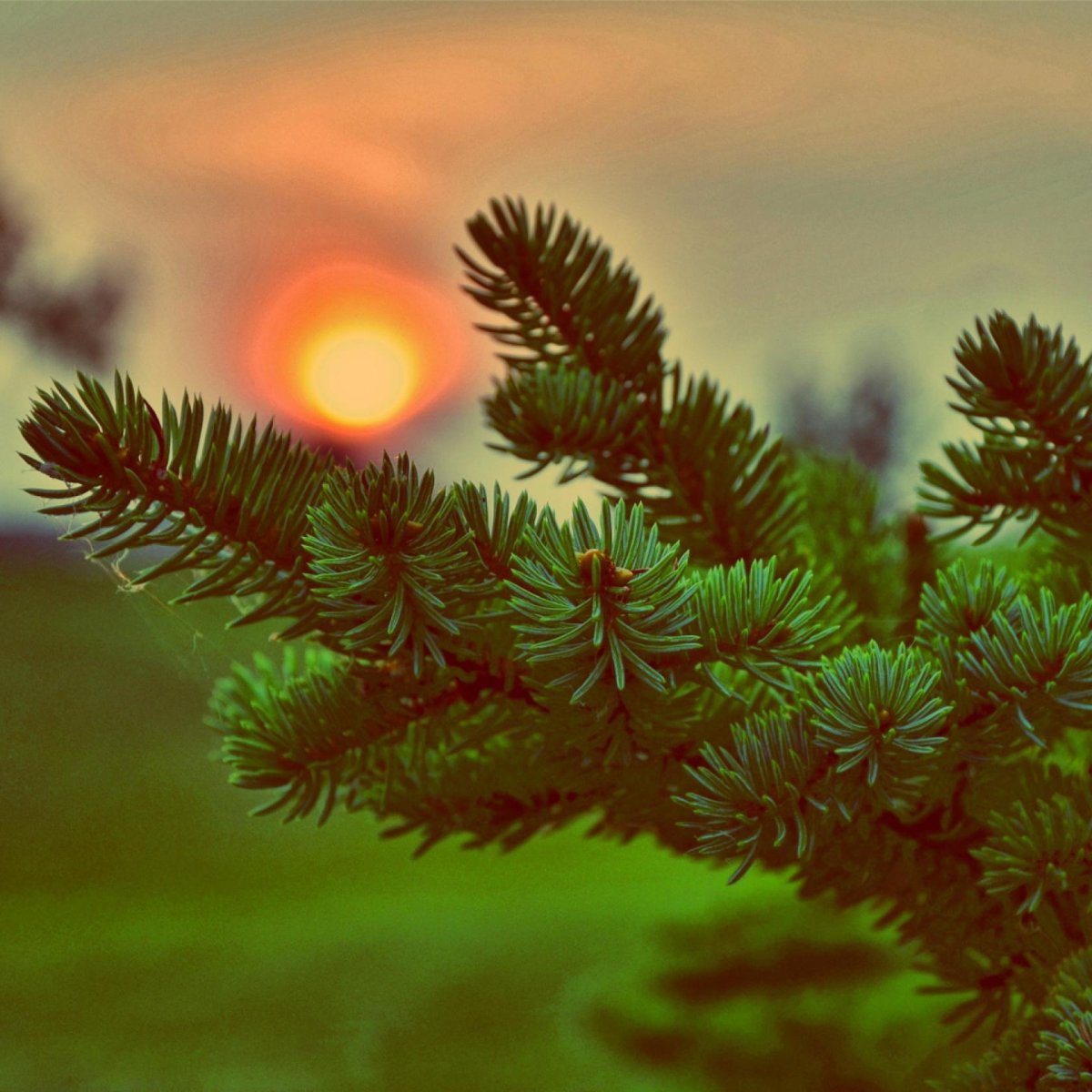 Красивая ель