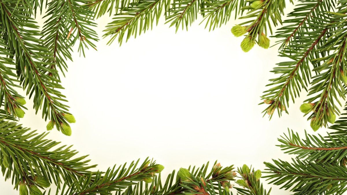 Рамка из еловых веток