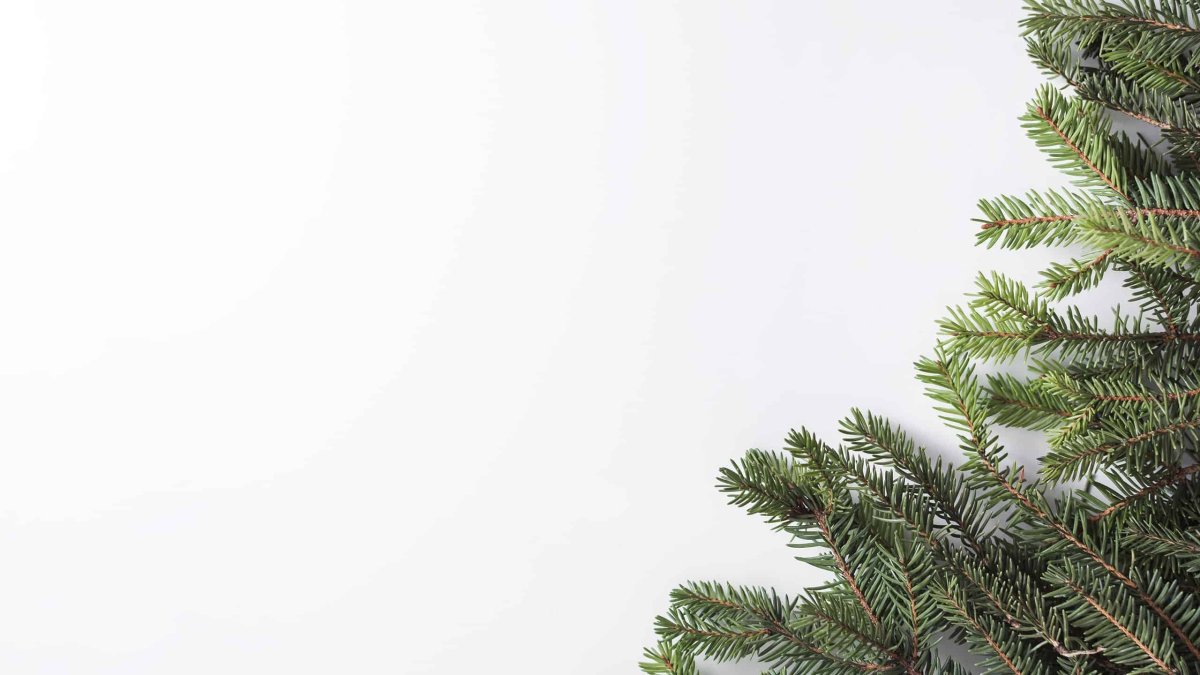 Еловые ветки фон