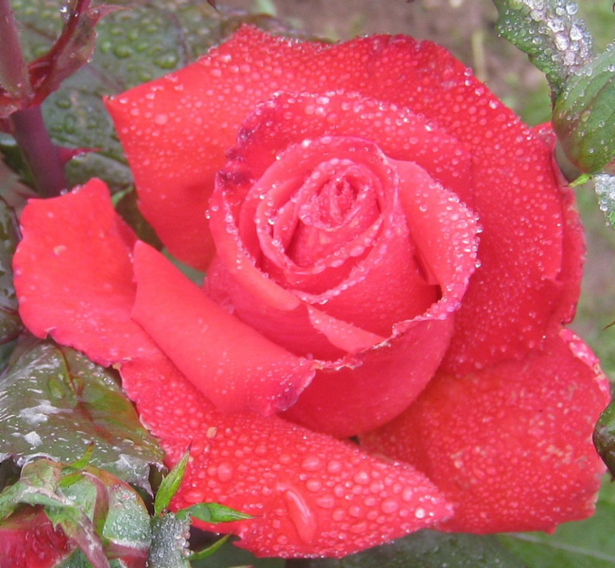 Открытки с днём рождения Юлечка