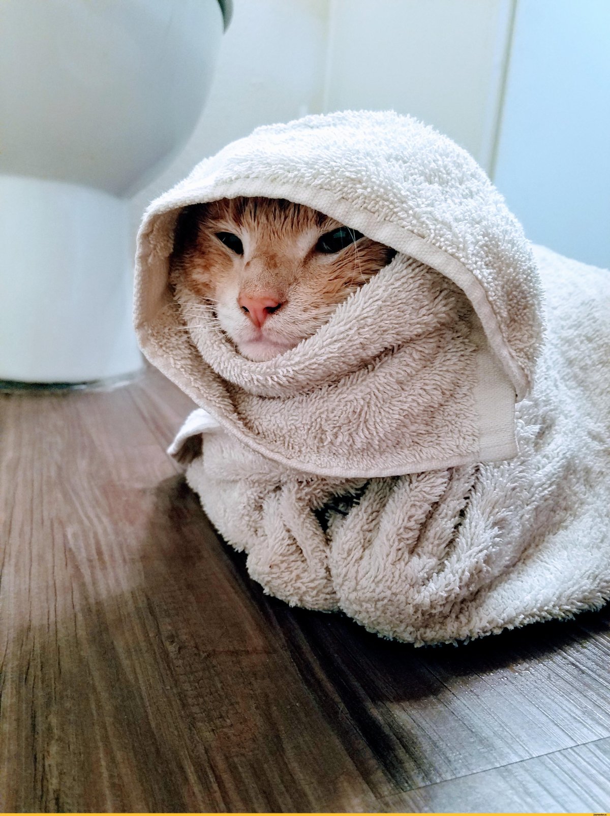 Котик в пледе