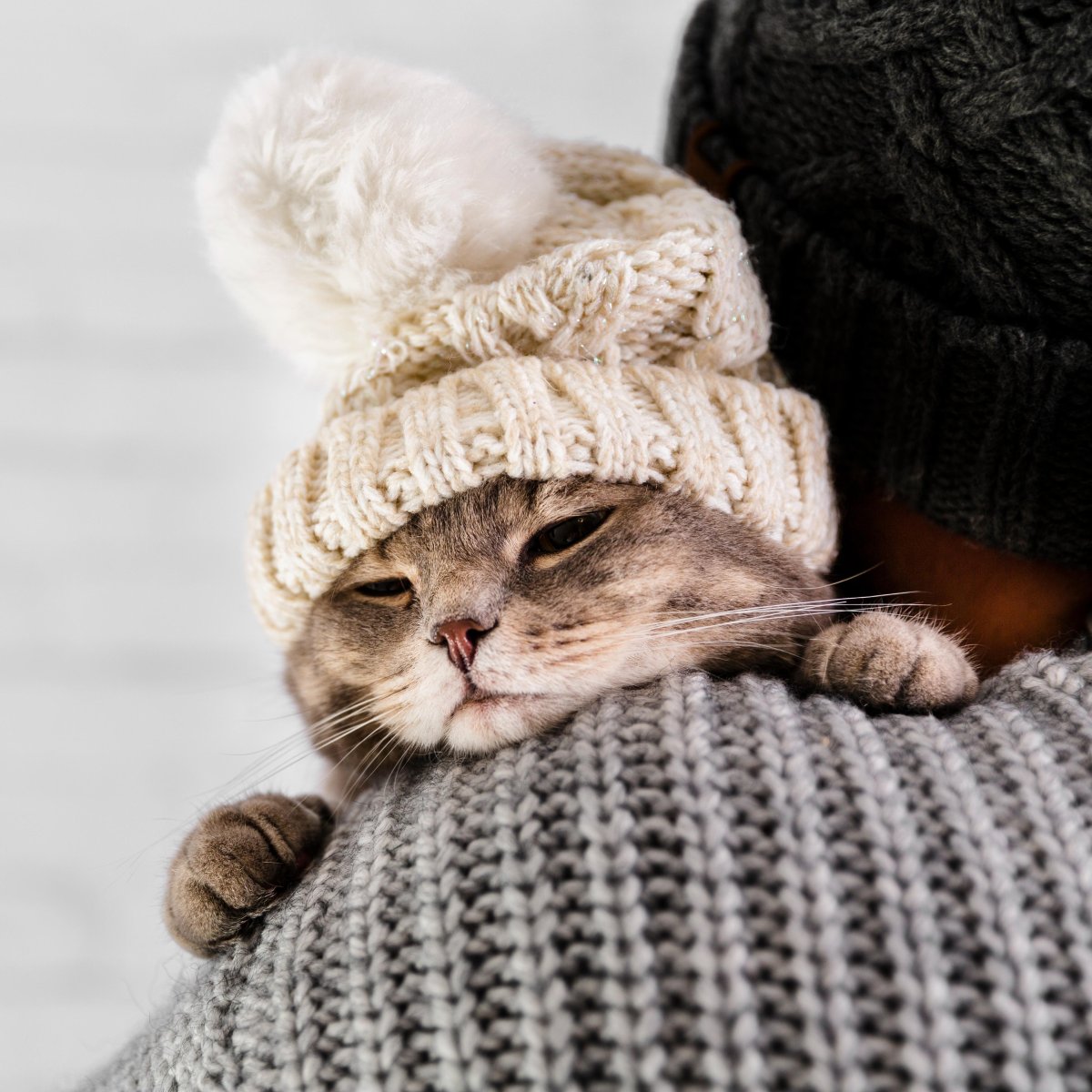 Жить с животными шерсть