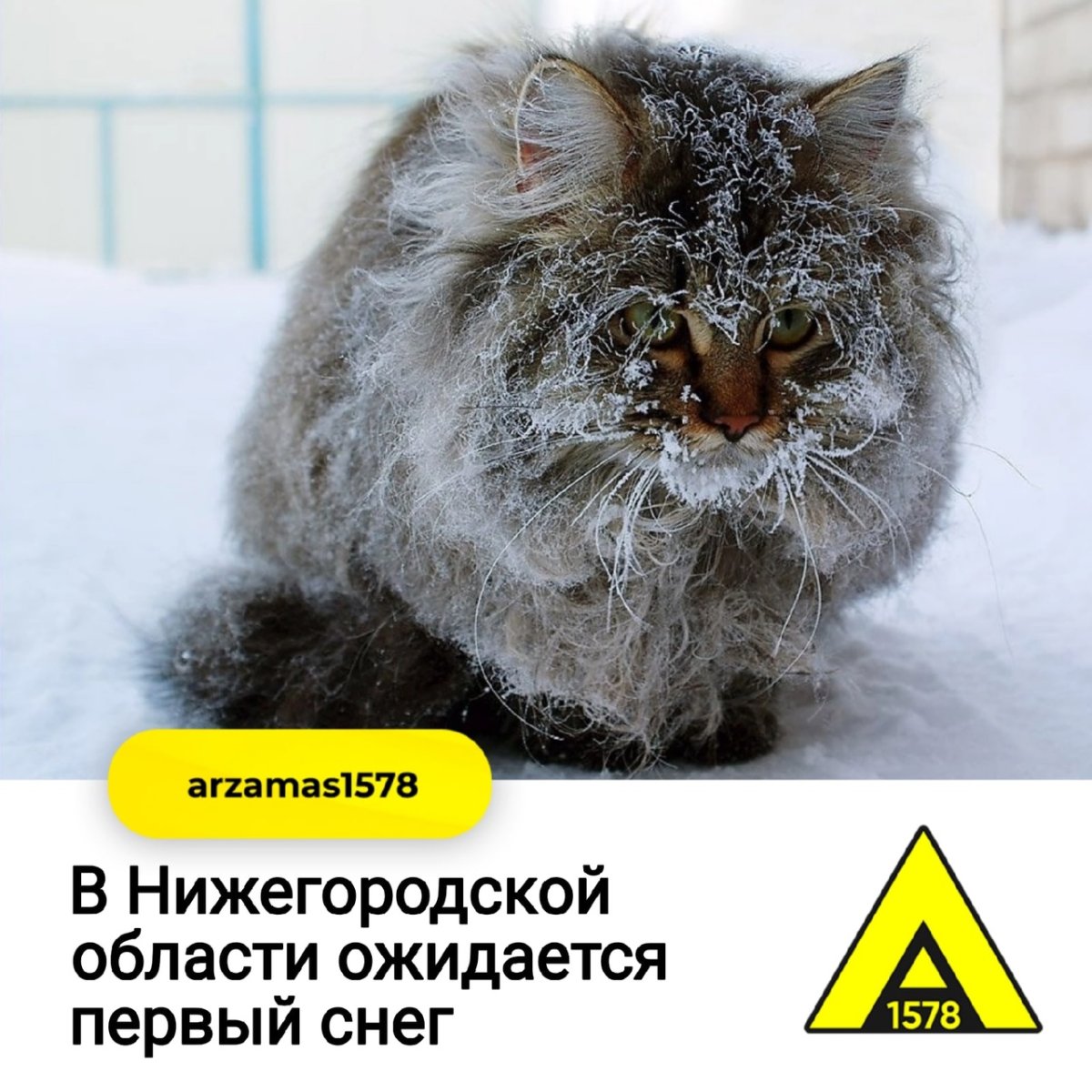 Собака в ушанке