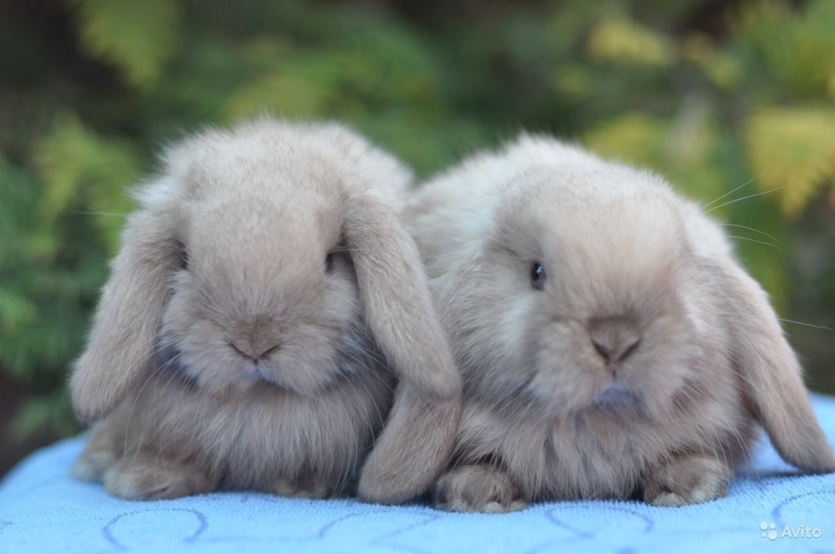 Красивые голубые кролики