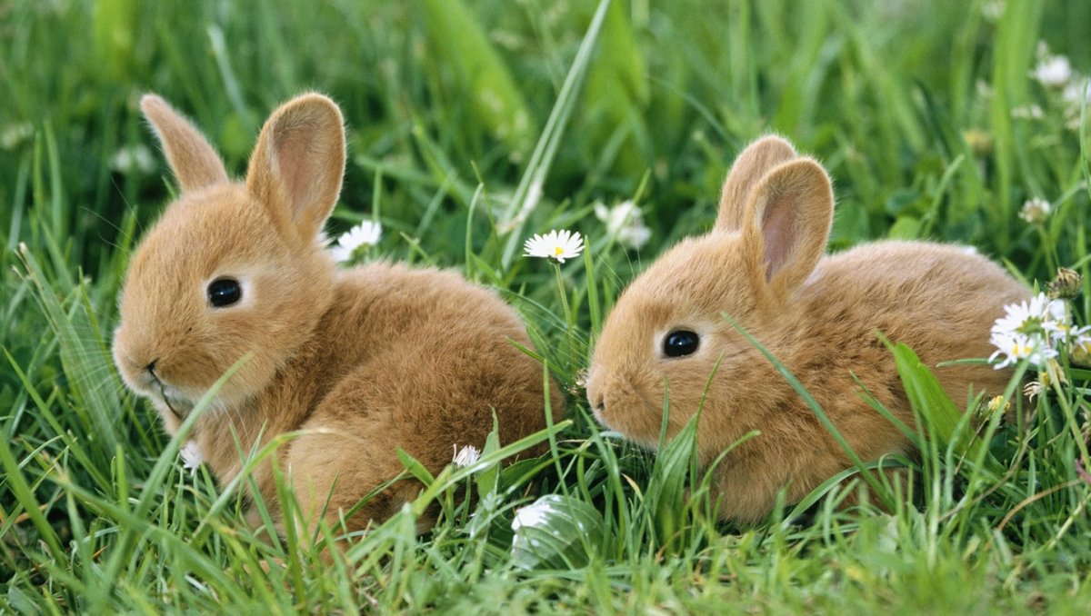 Маленькие Зайчата
