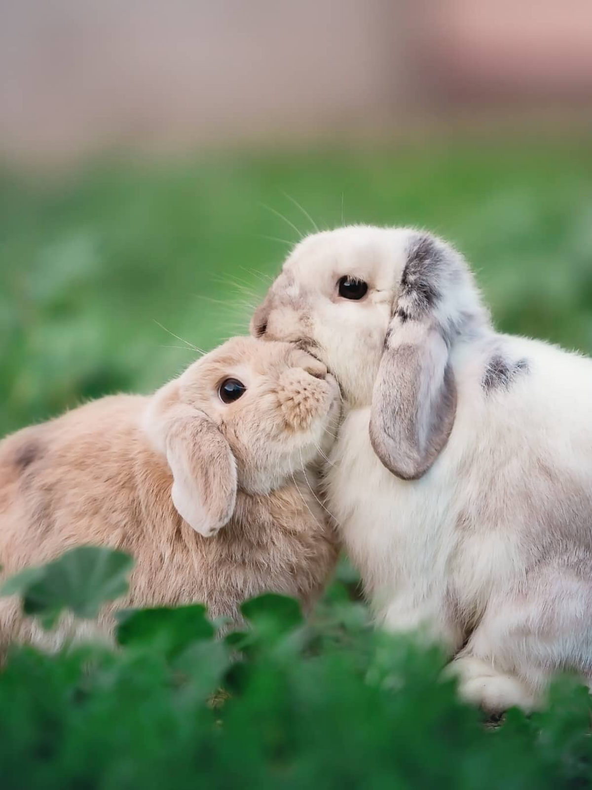 Милые зайчики