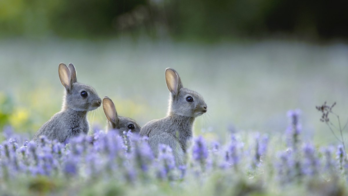 Зайчики в природе