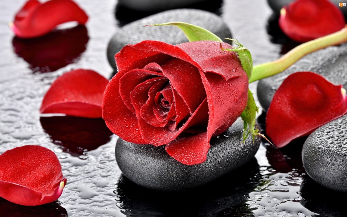 Зонт с подсолнухами