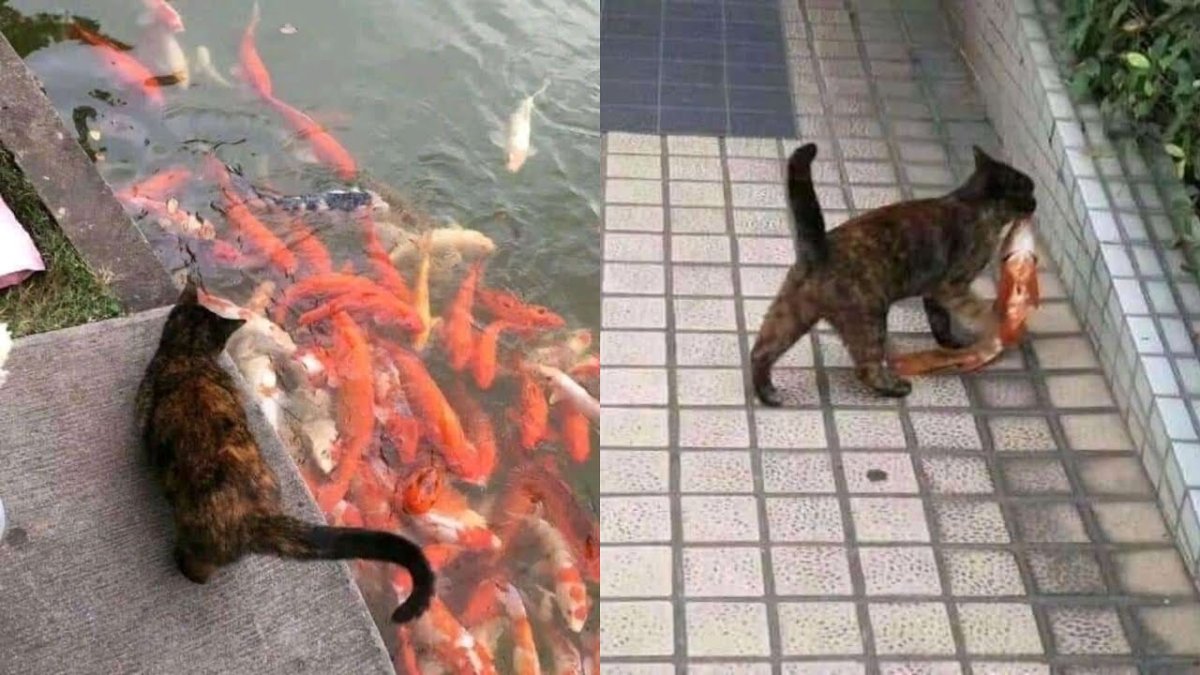 Вы Рыбов продаете Мем