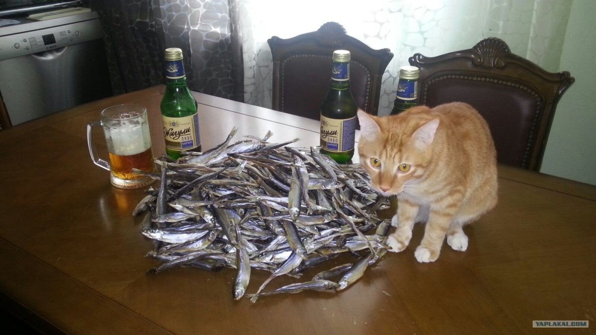 Кот и килька