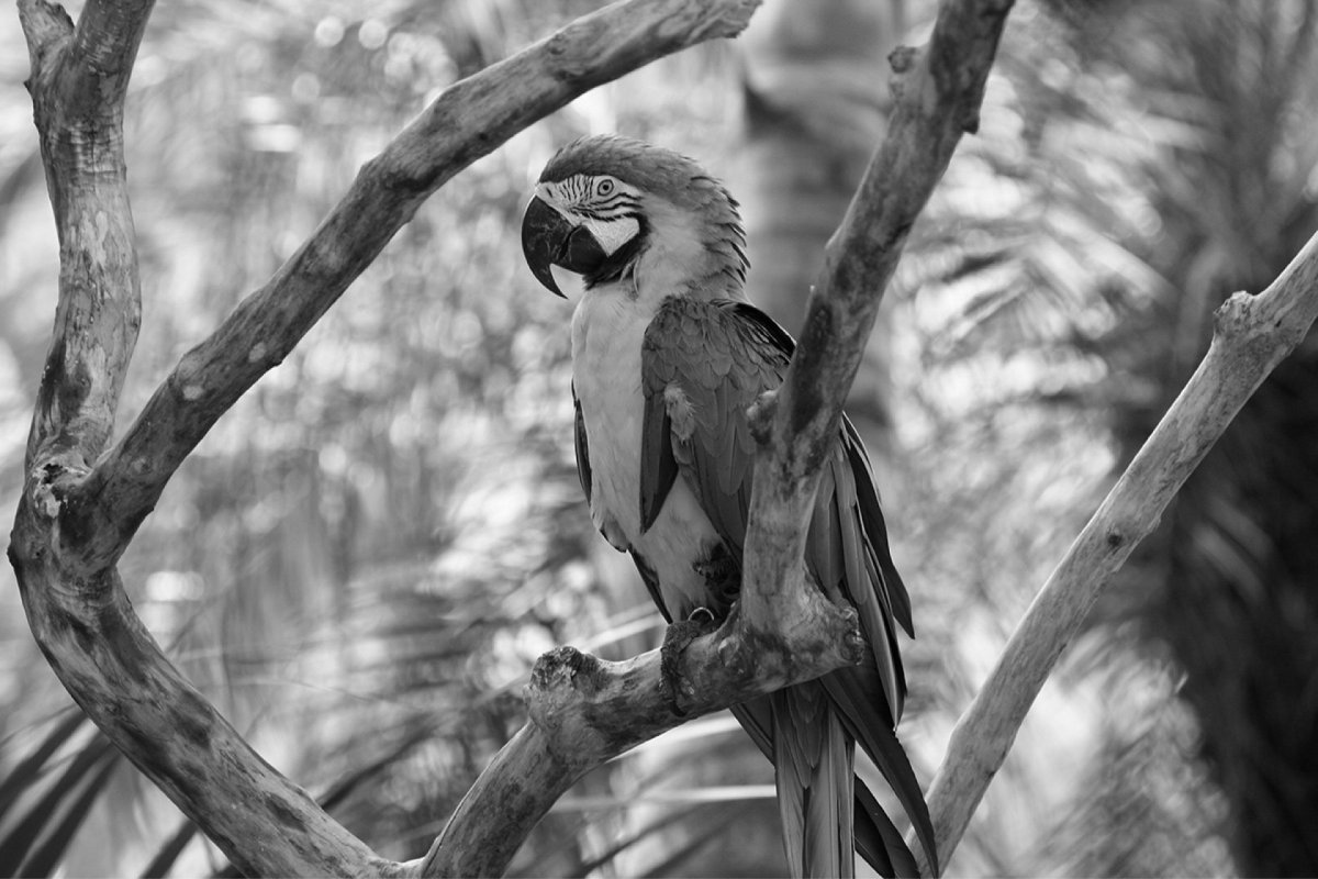 Попугай раскраска легкая