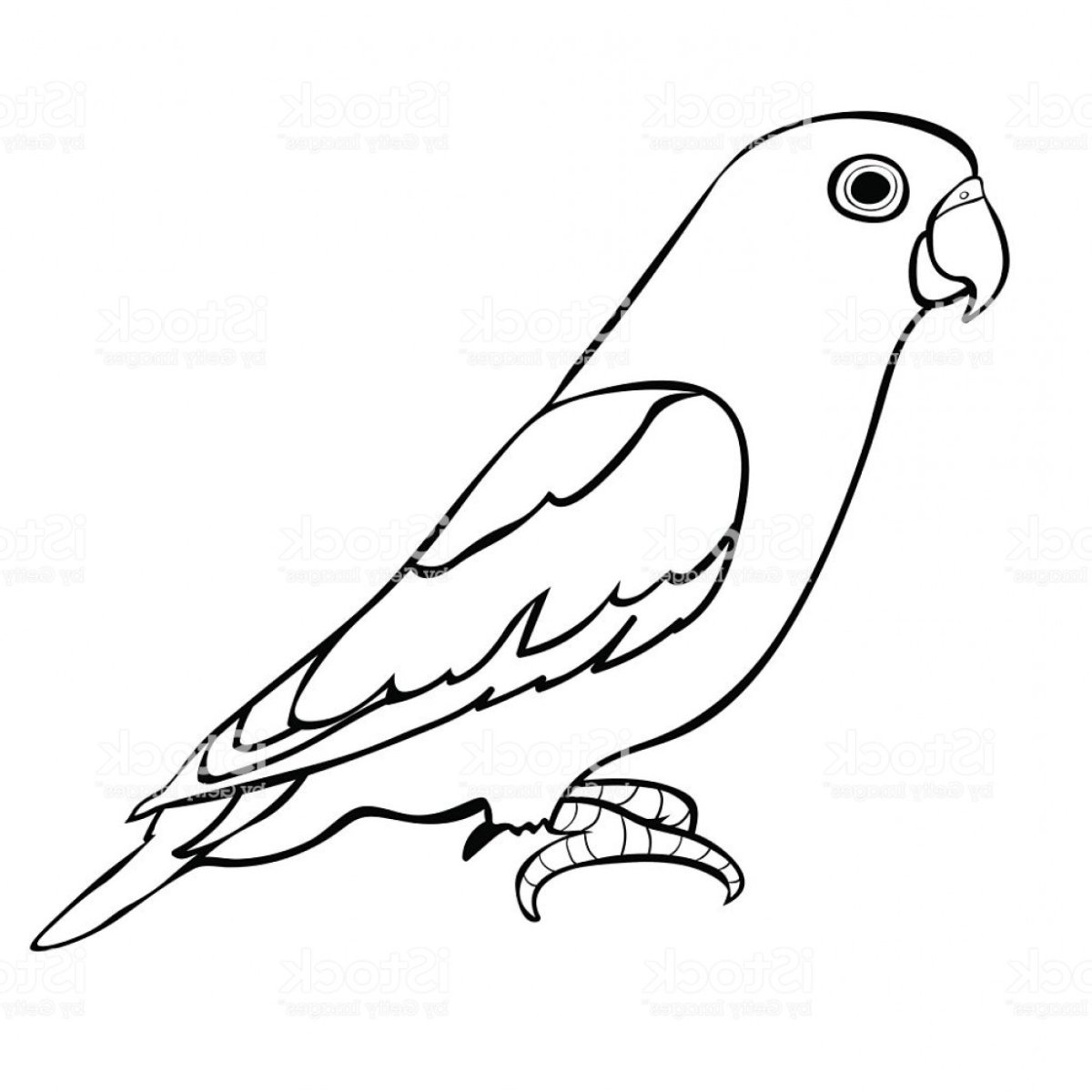 Волнистый попугай раскраска