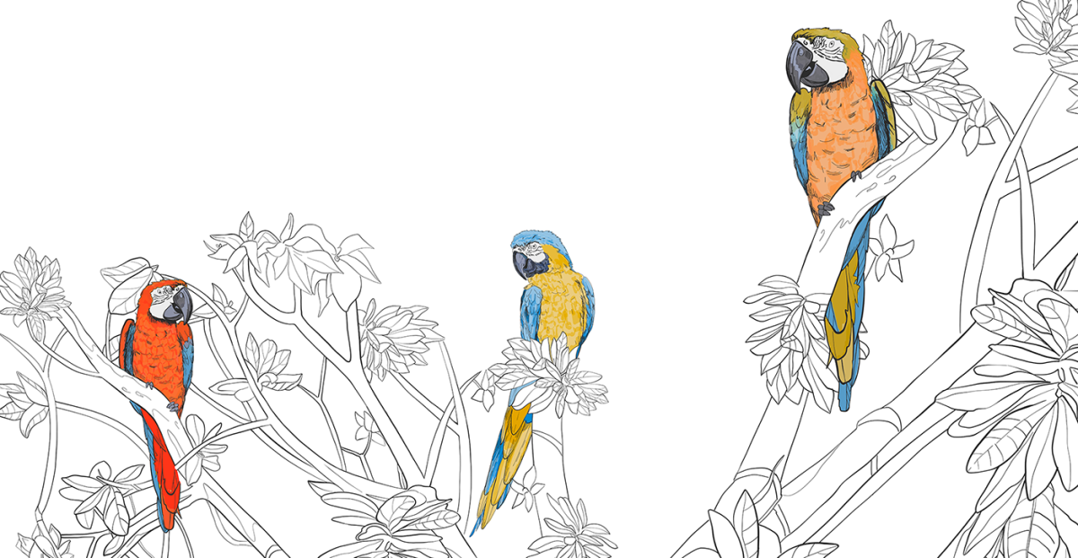 Попугай трафарет