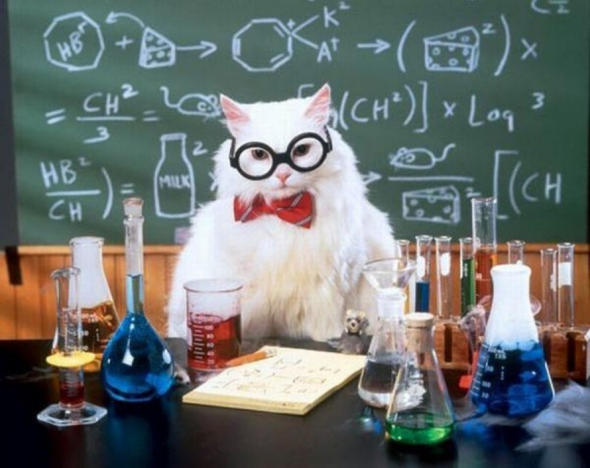 Котик и химия