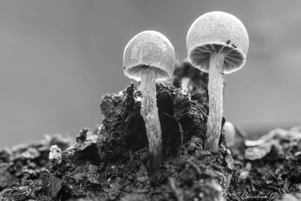 Белый гриб Графика