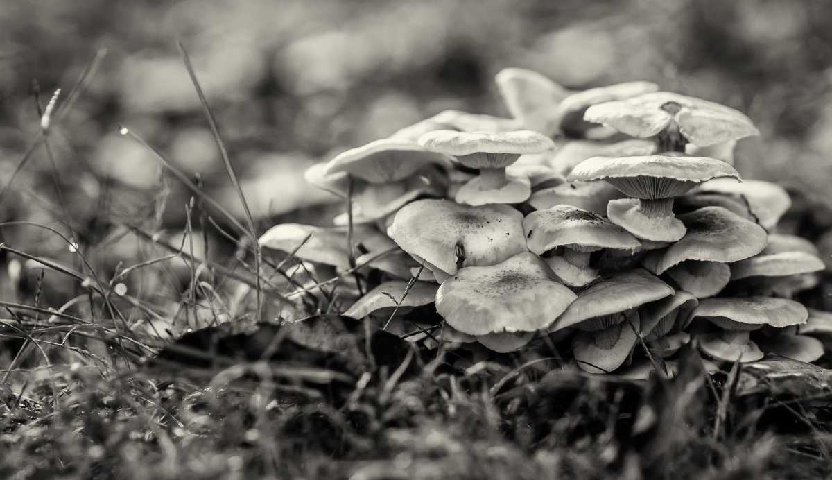 Гриб раскраска