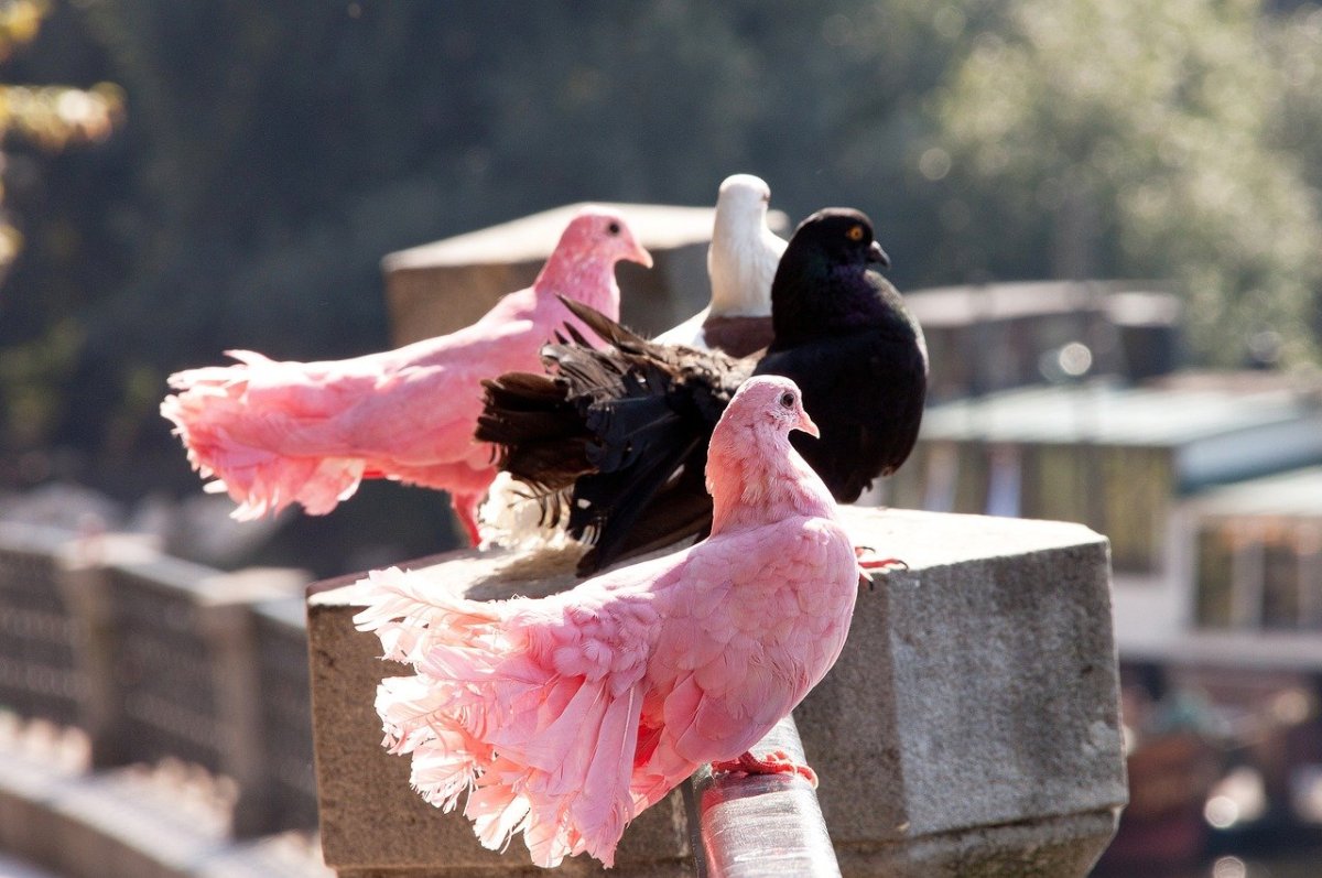 Очень красивый голубь