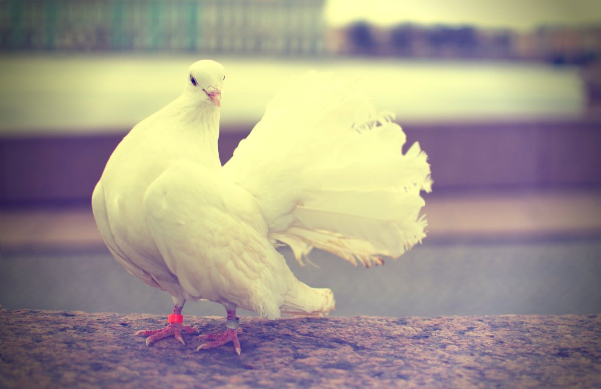 Белый голубь