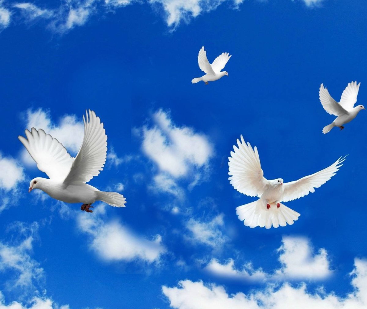 Мирного неба над головой