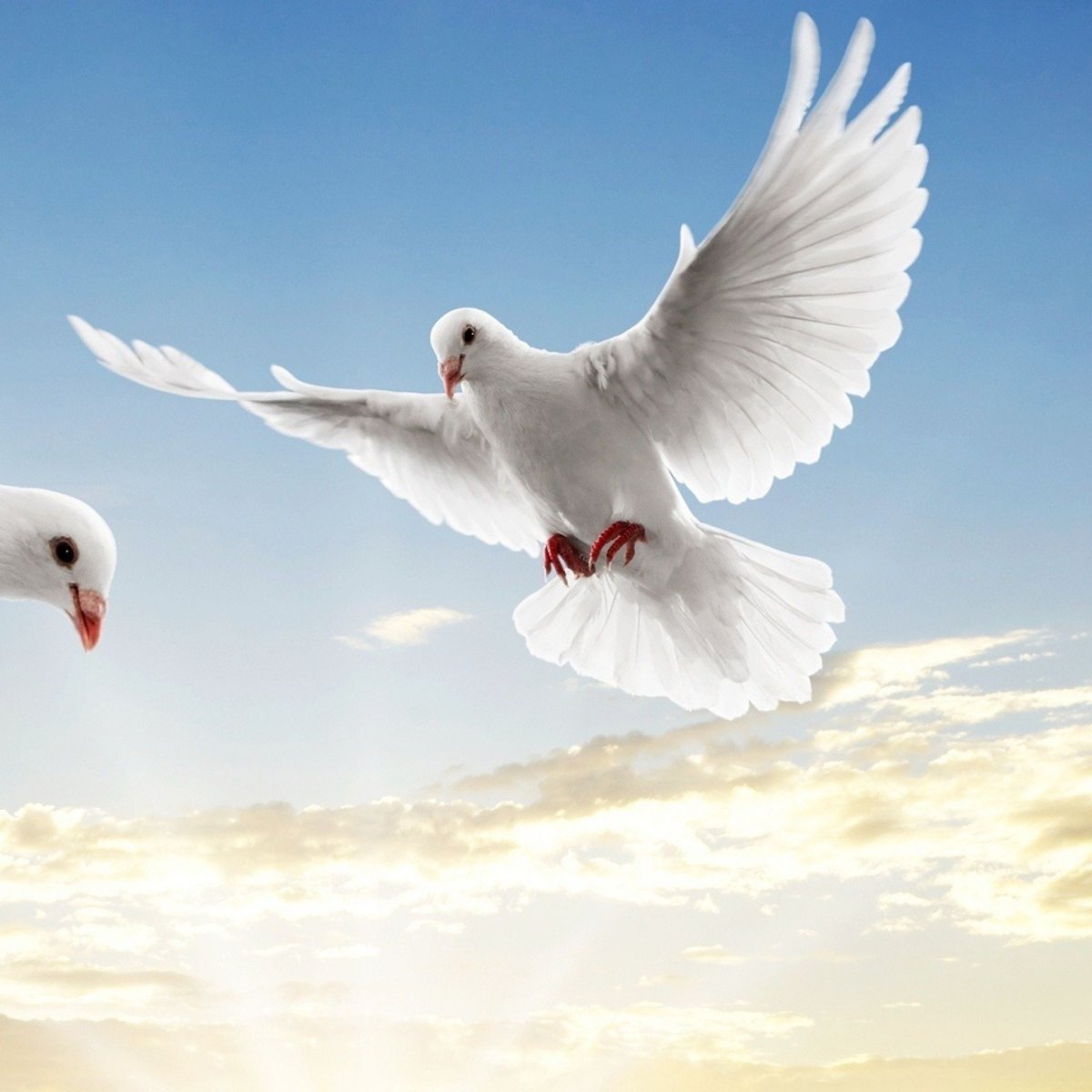 Белый голубь