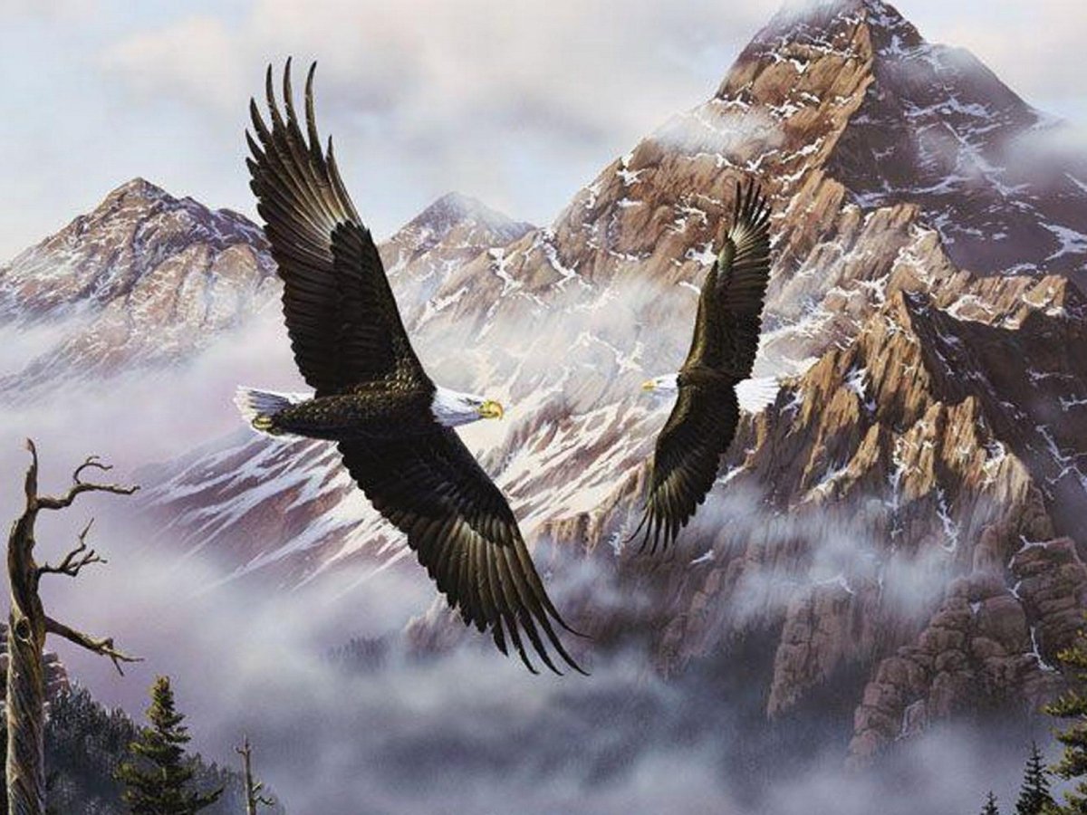 Белый Орел над горами