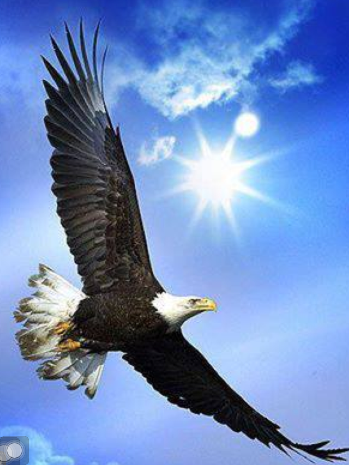 Белоголовый Орлан летает