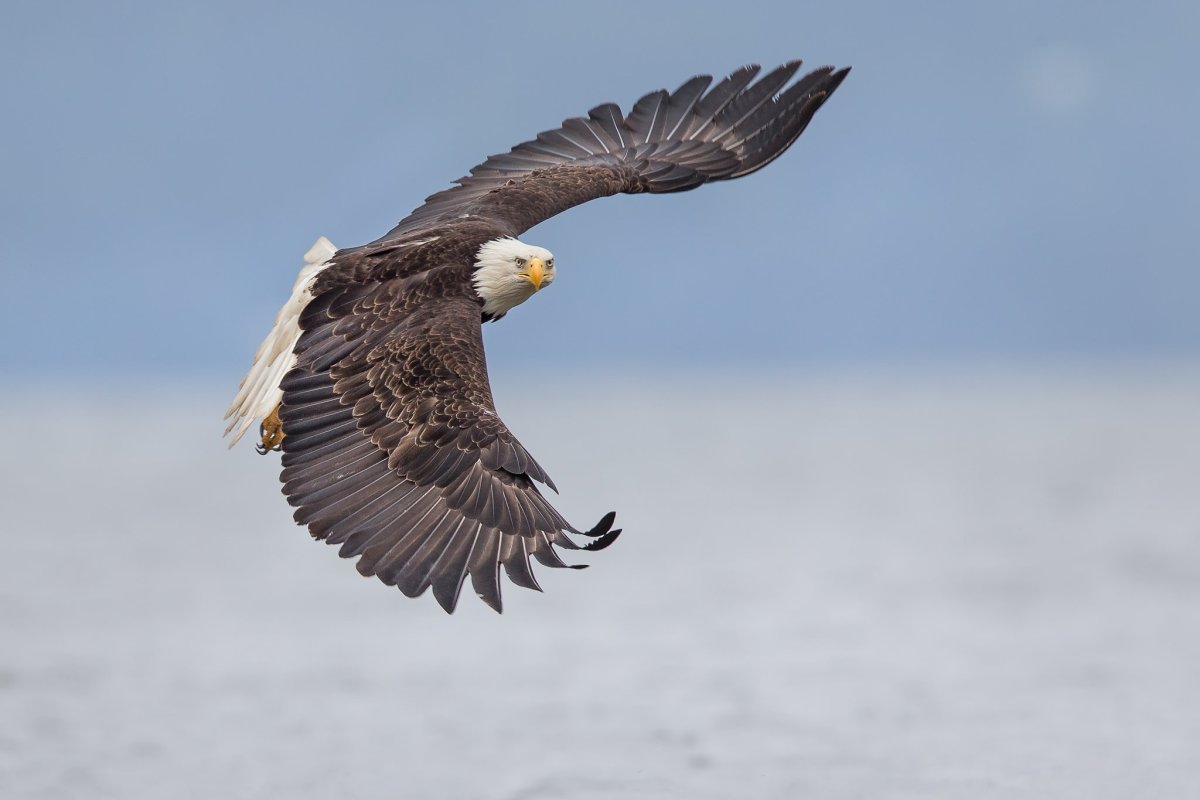 Белоголовый Орлан анфас