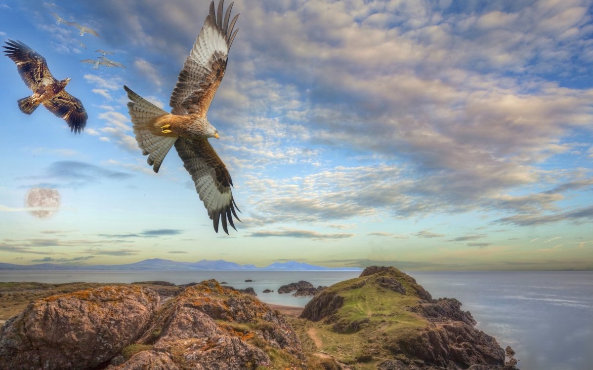 Орел над морем