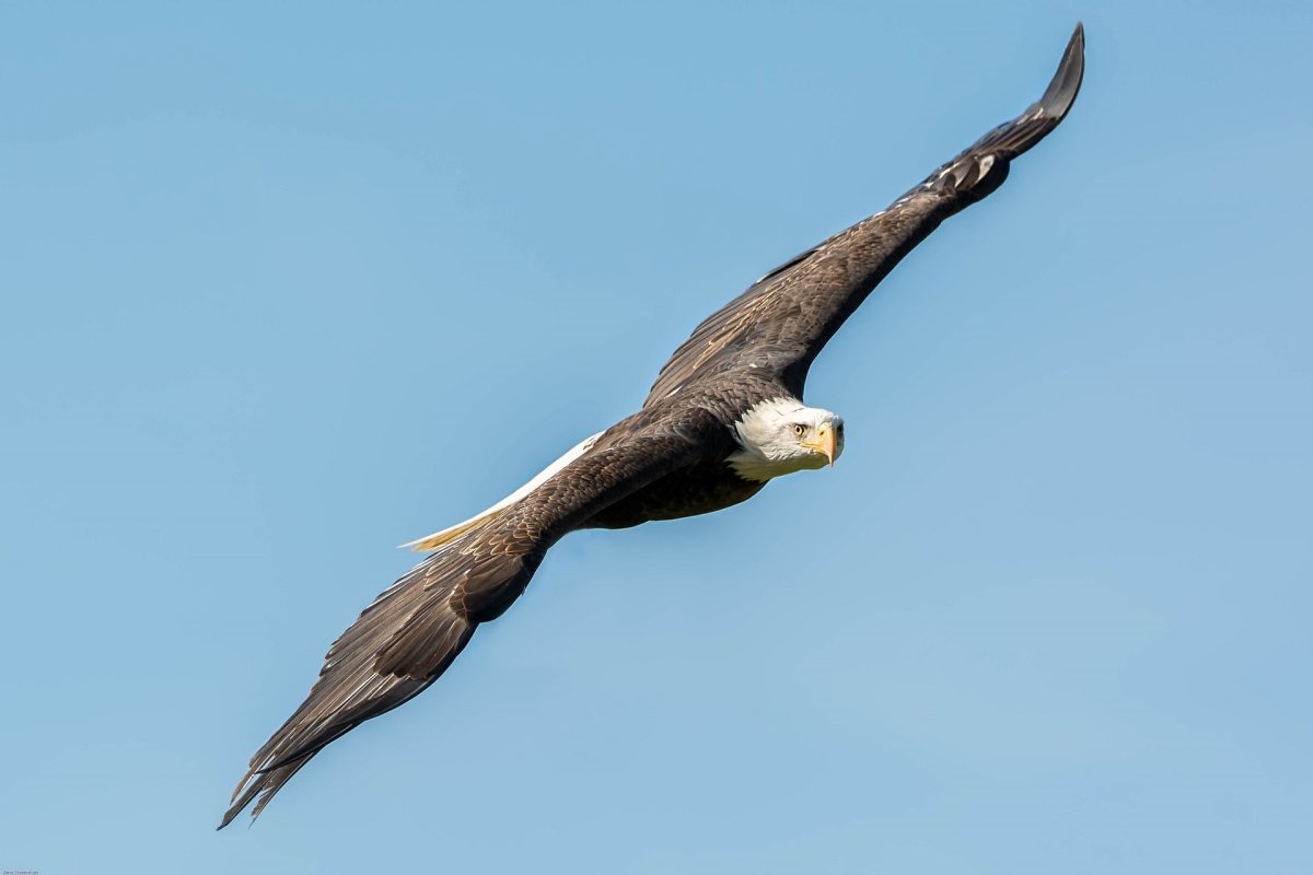 Летающий Орел