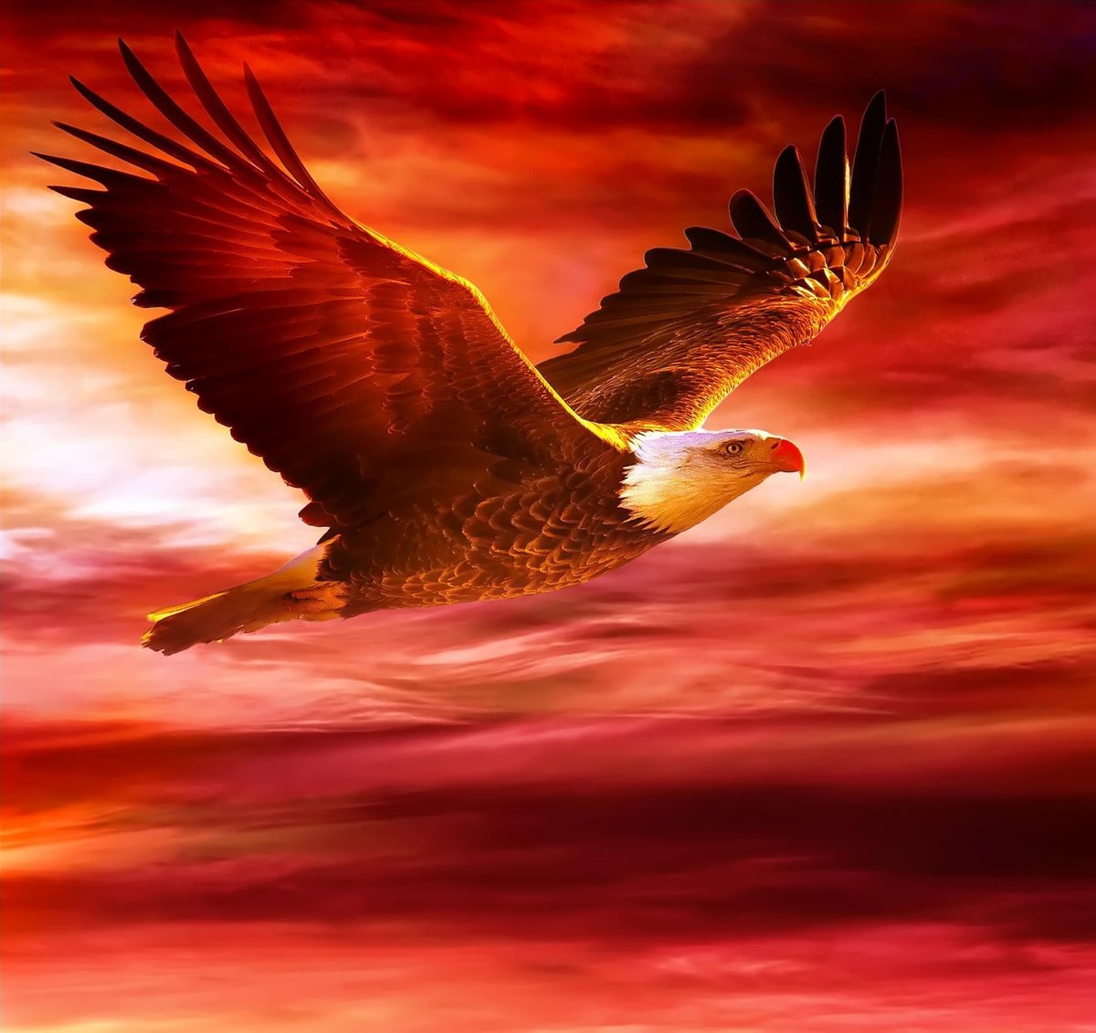 Парящий Орел