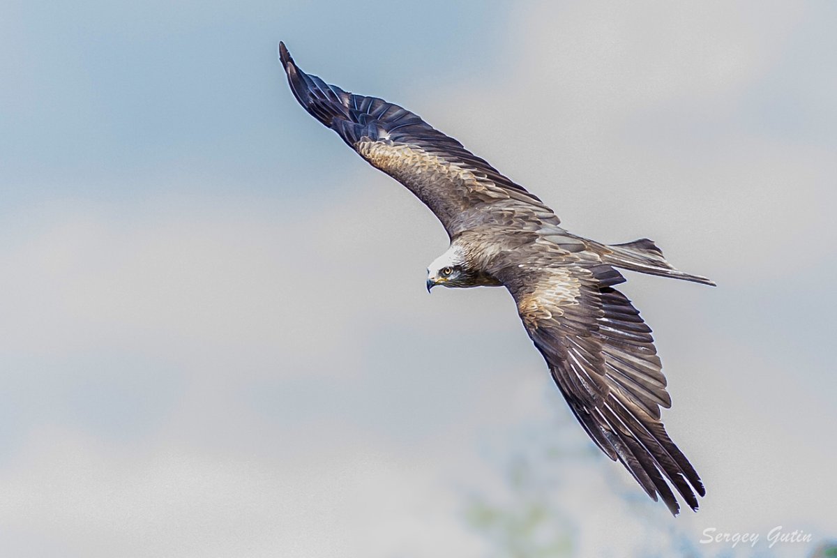 Орел парящий в небе