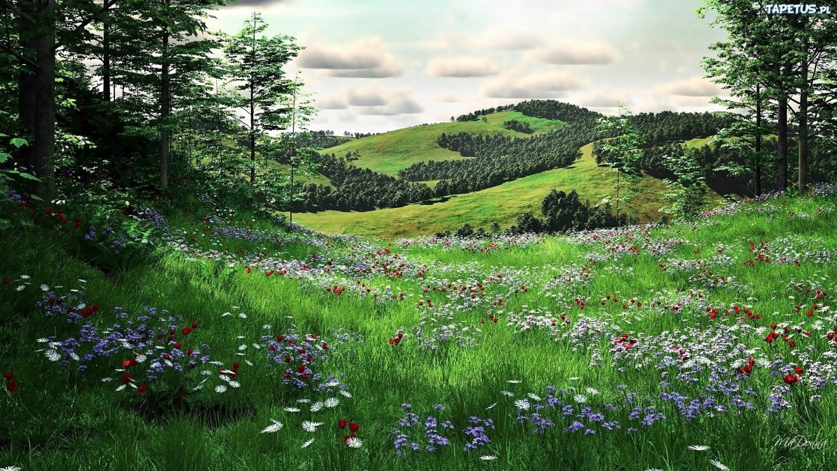 Сказочная Полянка в лесу