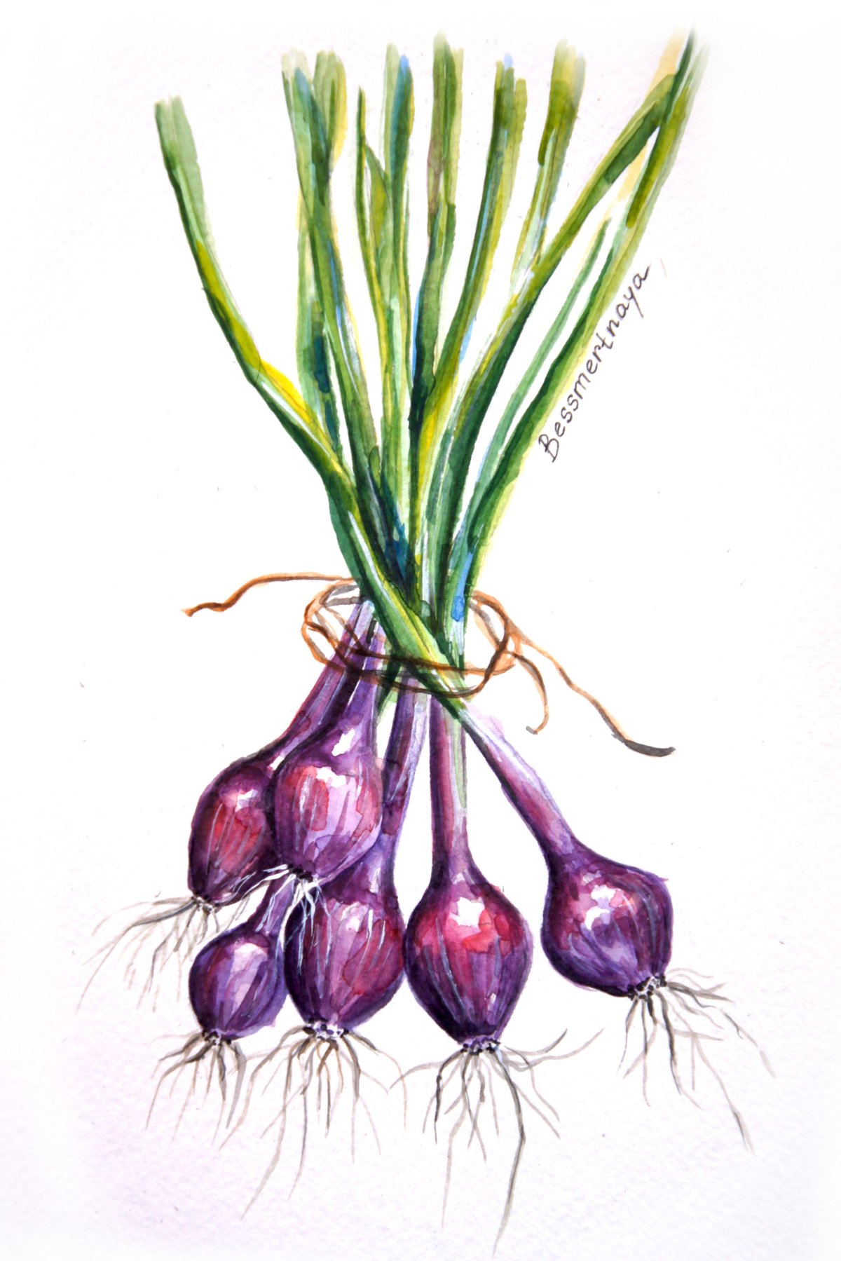 Лук репчатый