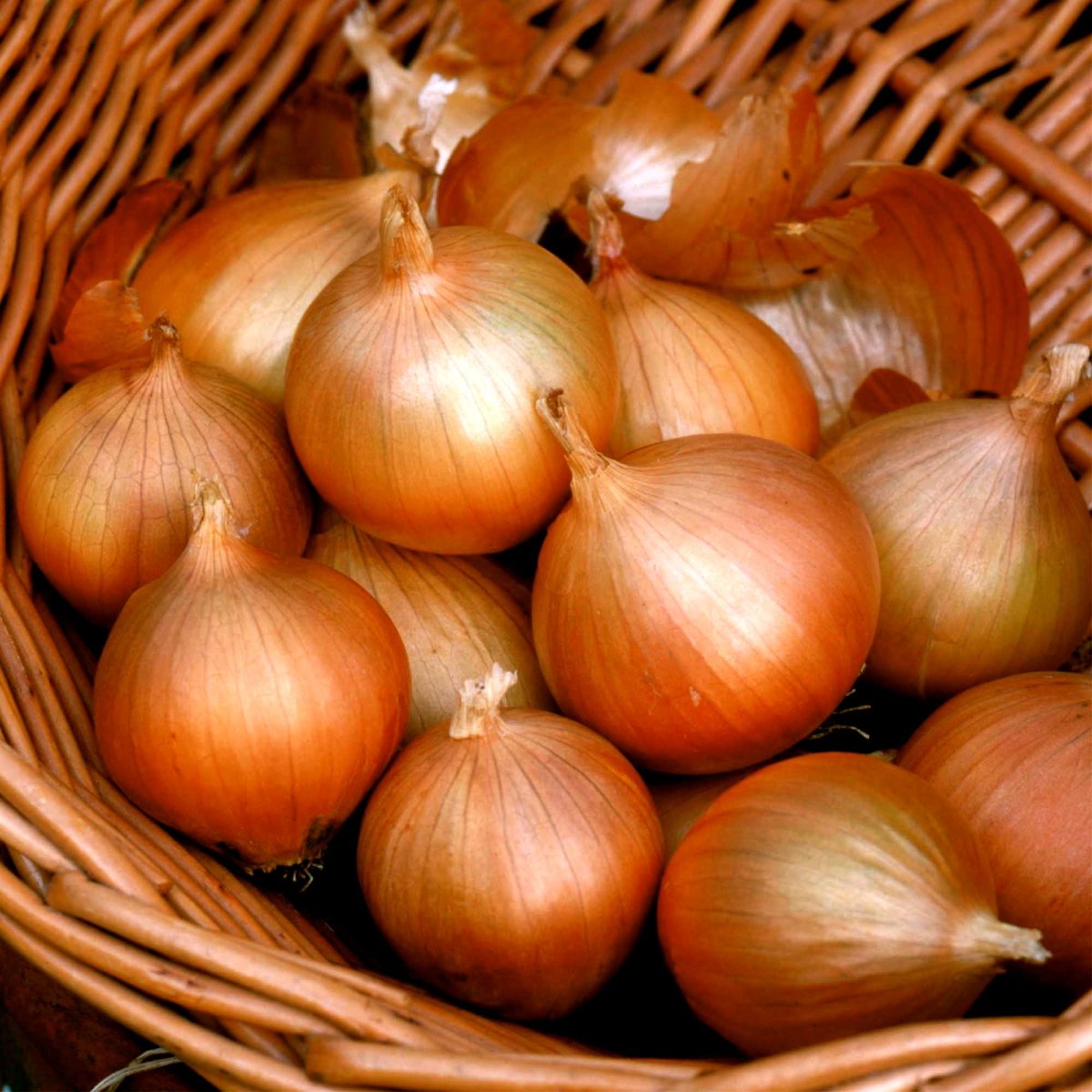 Лук репчатый на белом фоне