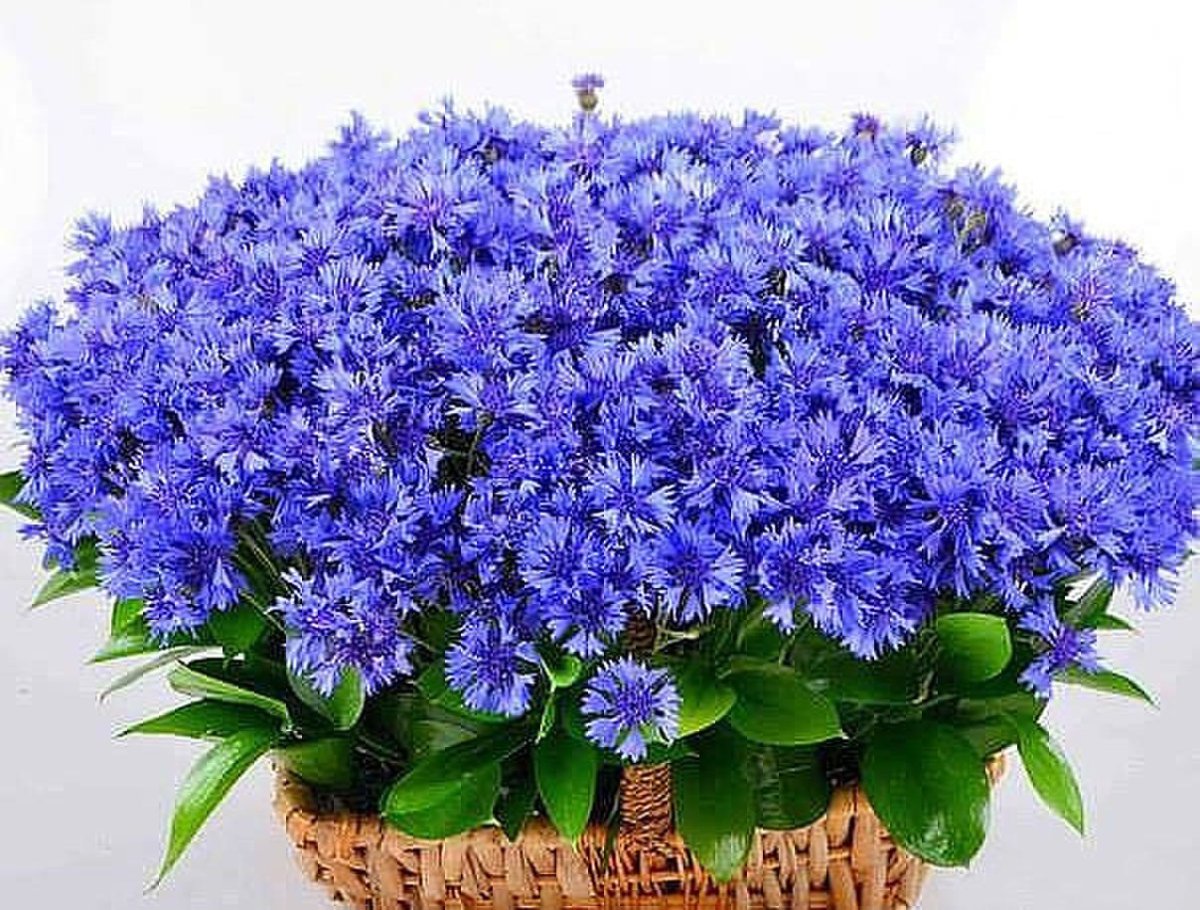 Цветы васильки букет